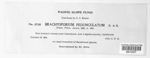 Brachysporium pedunculatum image